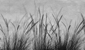 Carta da parati Natura Grigia